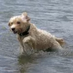 Cane che Corre in Acqua