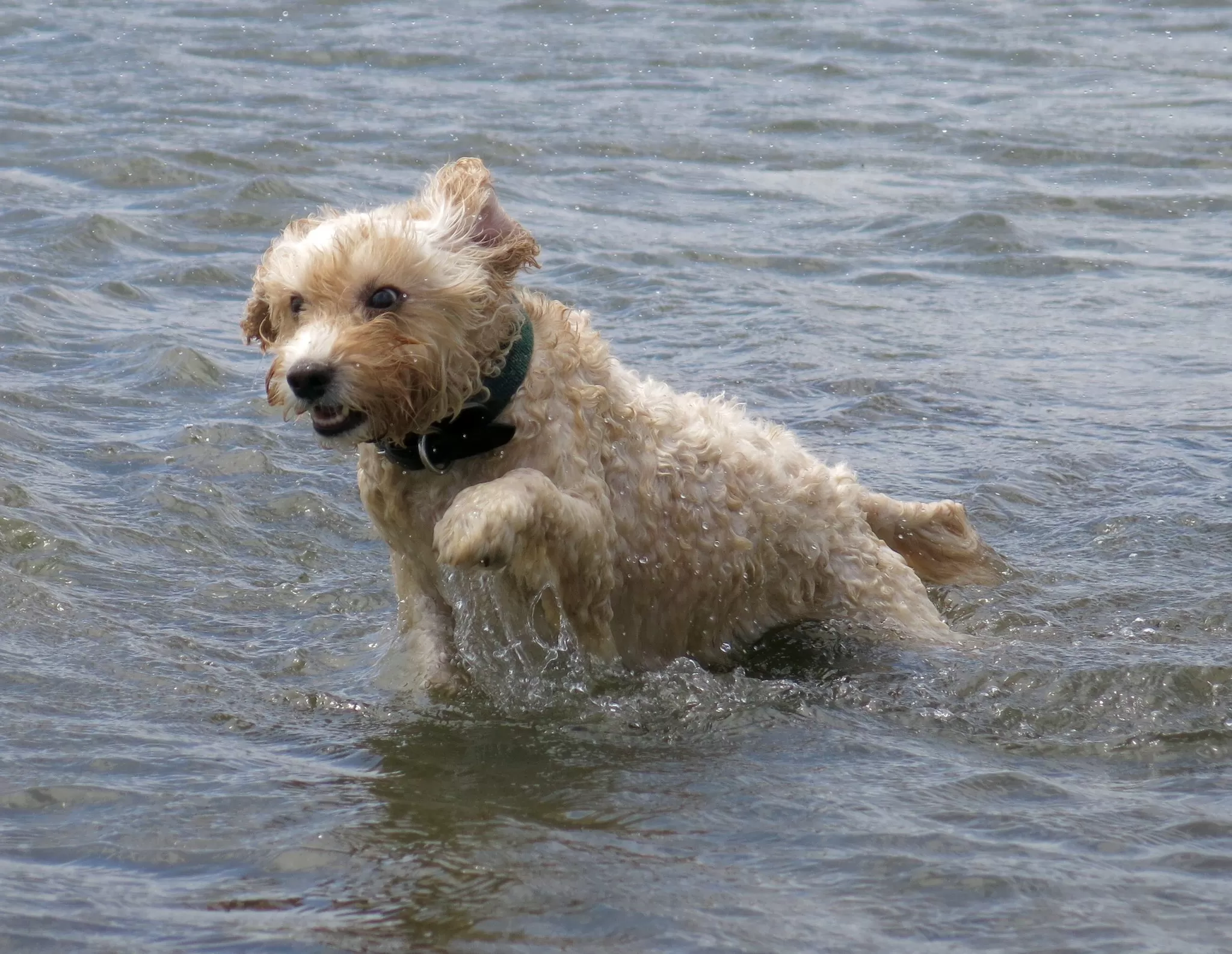 Cane che Corre in Acqua