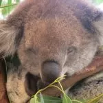 Koala che Dorme