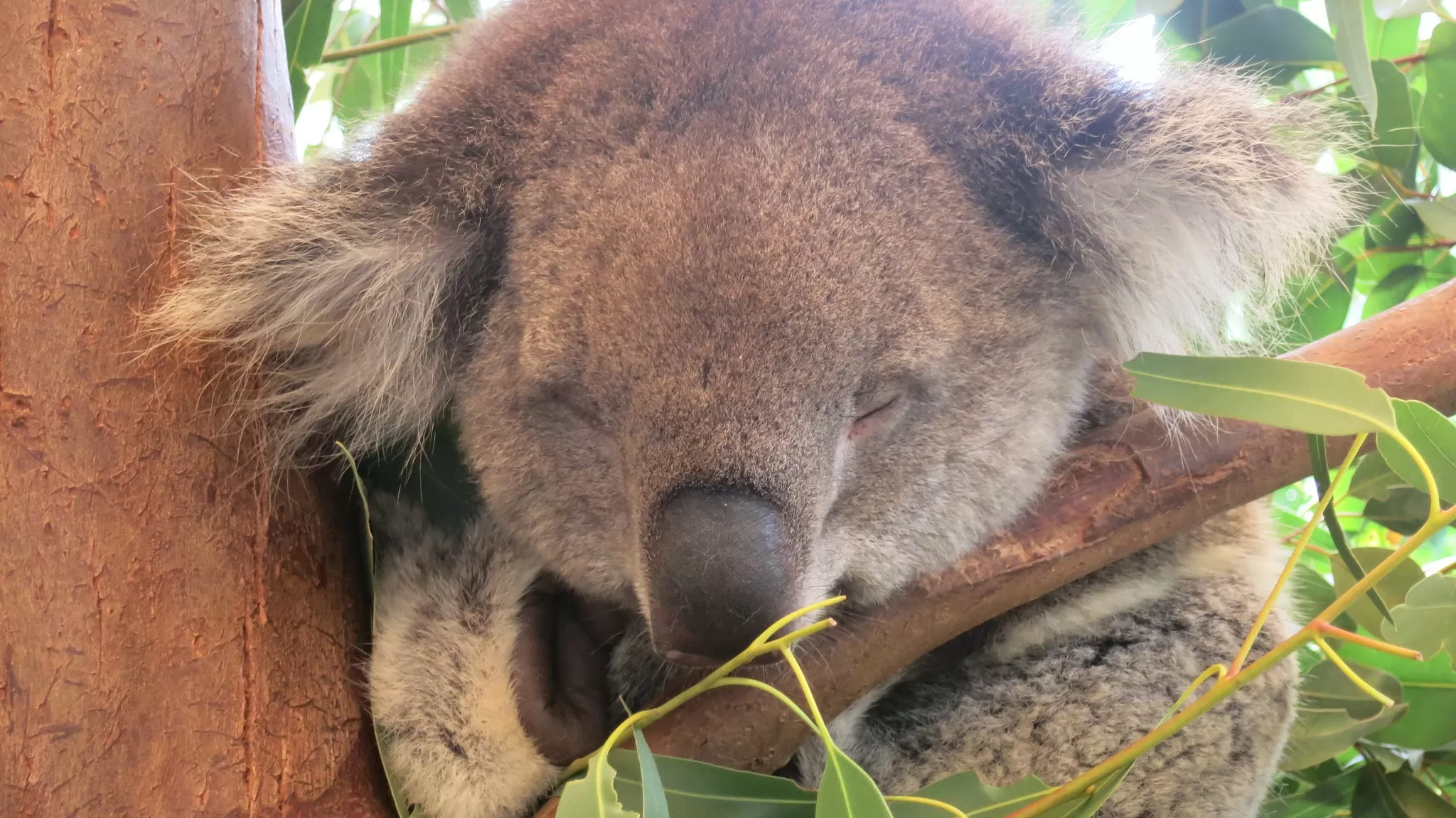 Koala che Dorme