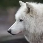 Lupo Bianco e la sua Eleganza