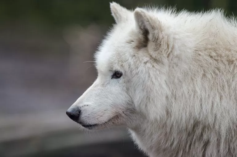 Lupo Bianco e la sua Eleganza