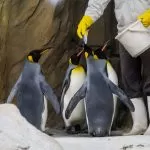 Pinguini che Ricevono da Mangiare