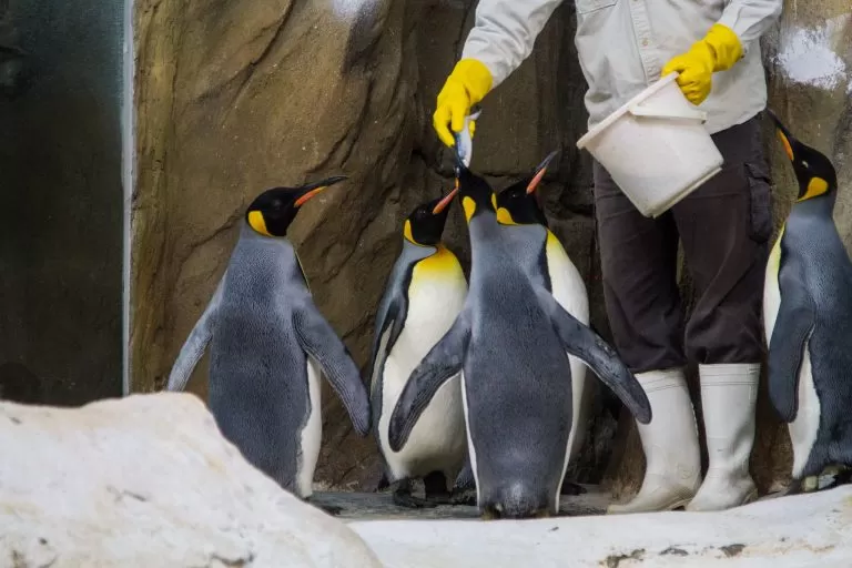 Pinguini che Ricevono da Mangiare