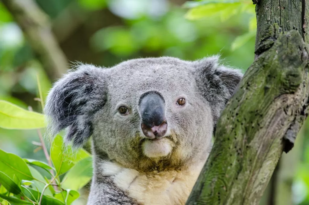 Koala con Sguardo Serio