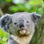 Koala con Sguardo Serio