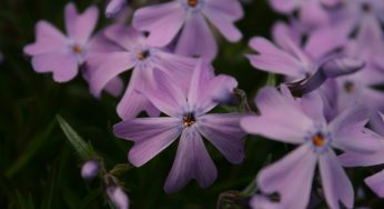 Violette In Macro