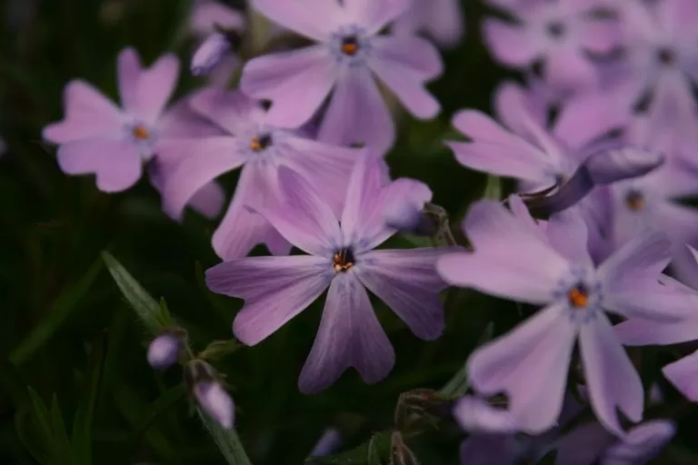 Violette In Macro