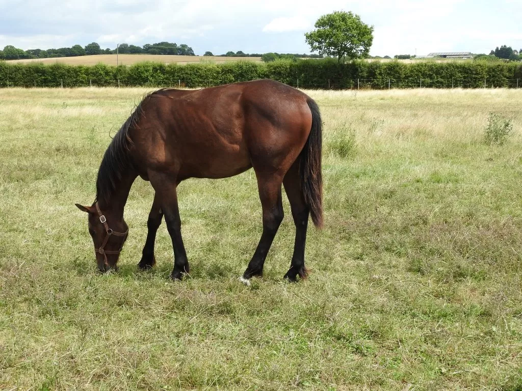 Cavallo che Mangia