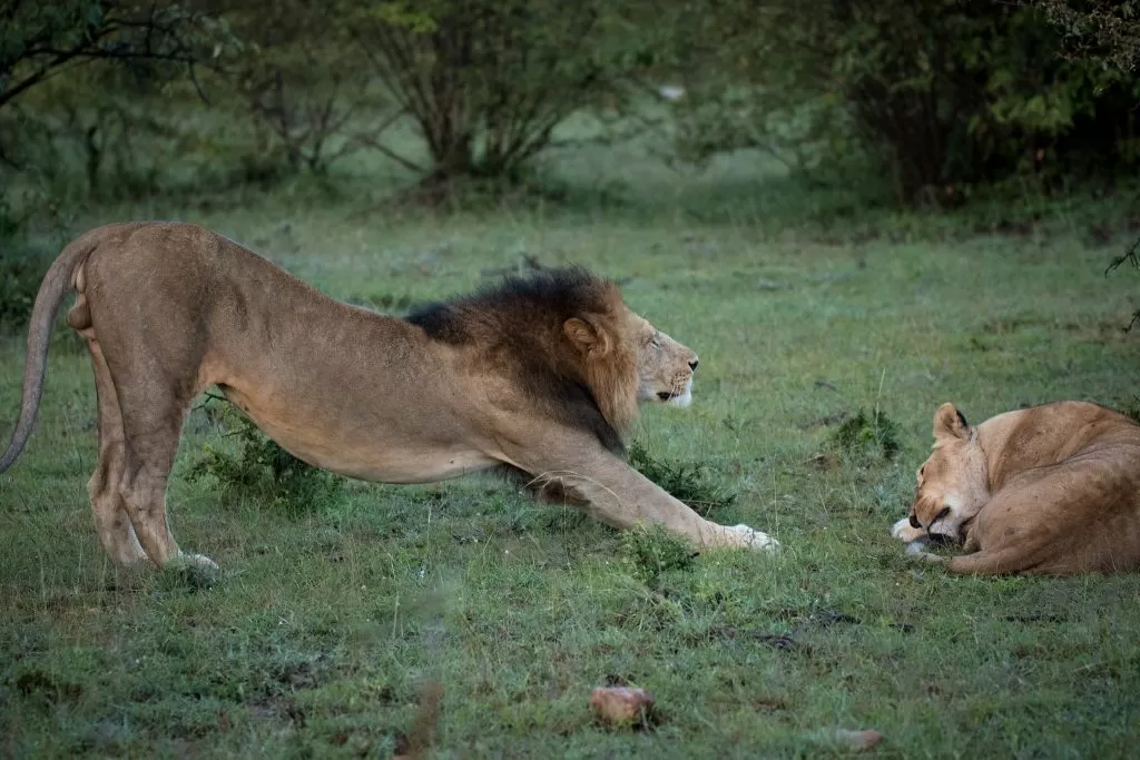 Leone Dopo un Piccolo Pisolino