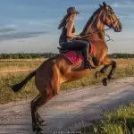 Cavallo che esegue un salto