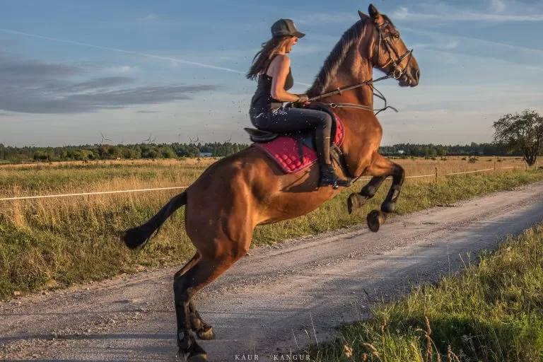 Cavallo che esegue un salto