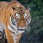 Tigre in Natura