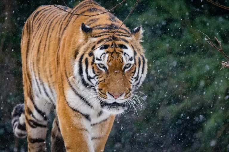 Tigre in Natura