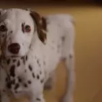 Cucciolo di Dalmata