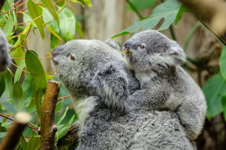 Koala Aggrappato alla Propria Mamma