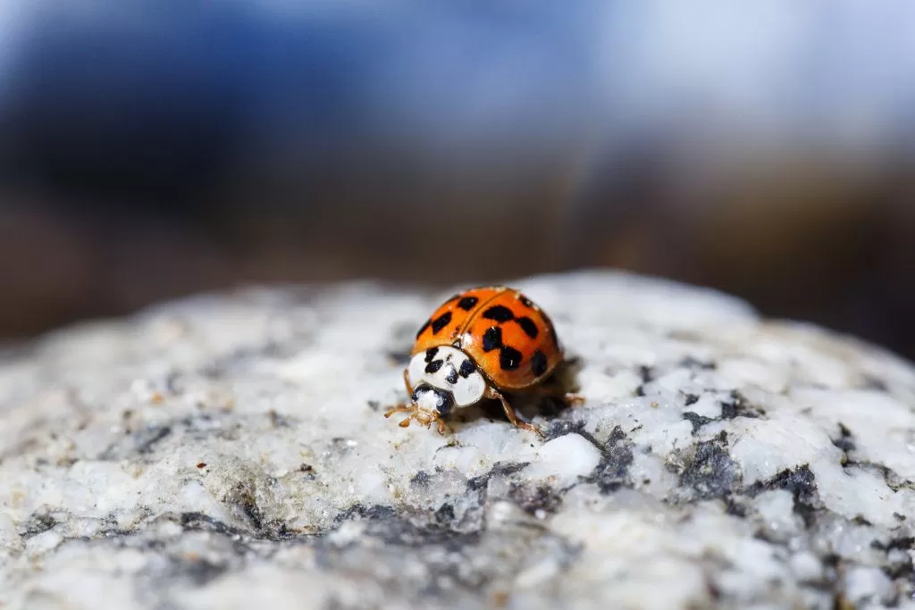 Coccinella Poggiata su una Pietra Bianca