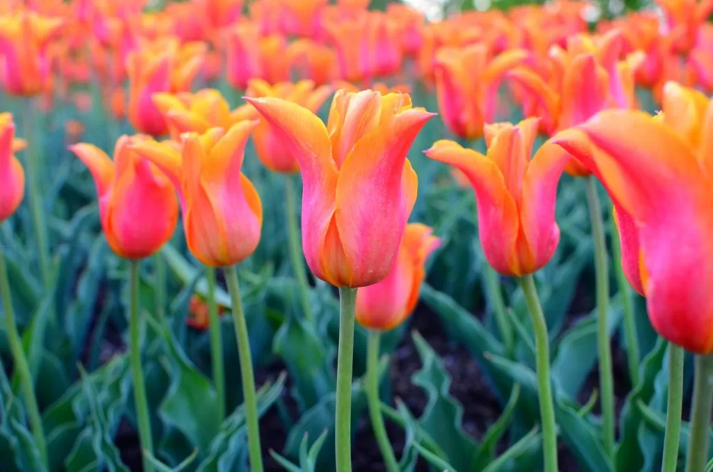 Prato di Tulipani Fior di Giglio