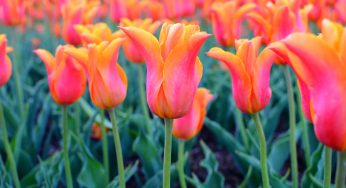 Prato di Tulipani Fior di Giglio