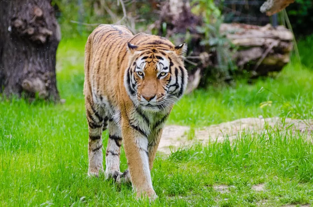 Tigre in Tutta la sua Eleganza