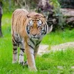 Tigre in Tutta la sua Eleganza
