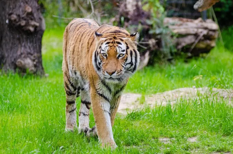 Tigre in Tutta la sua Eleganza