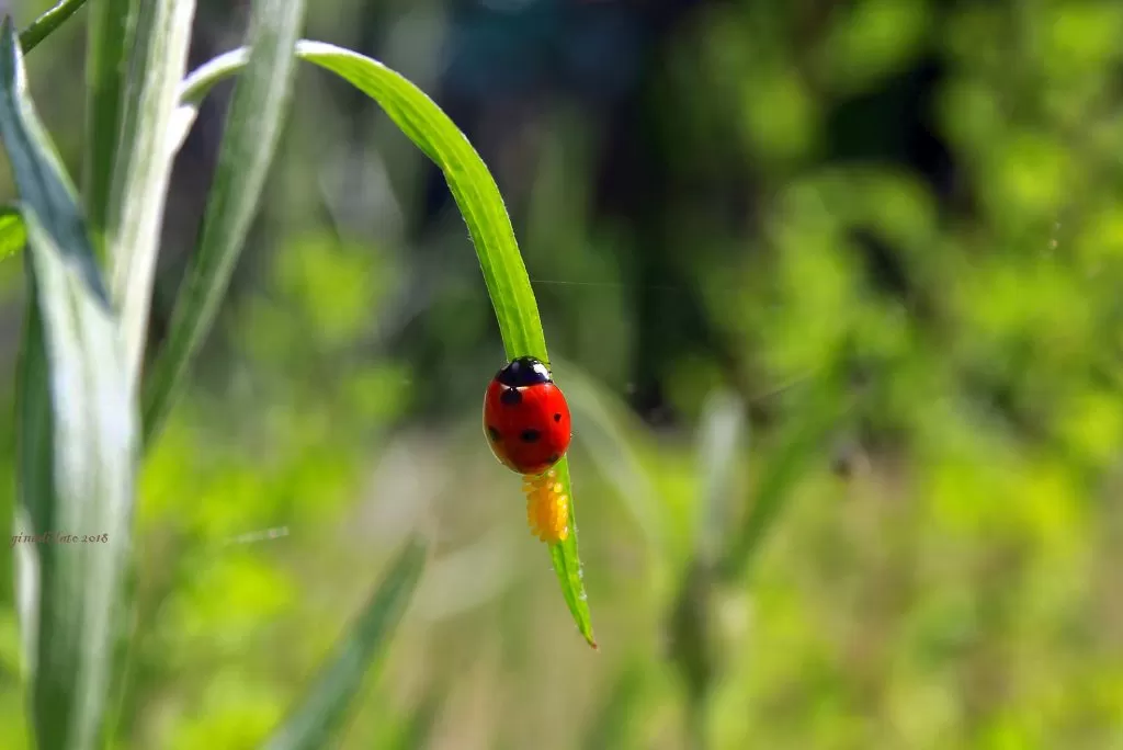 Coccinella con le sue uova