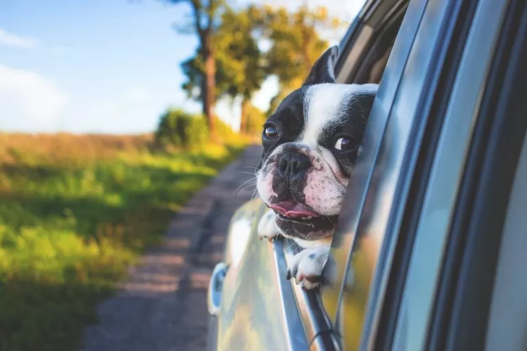 Bulldog Francese con la Testa Fuori dal Finestrino