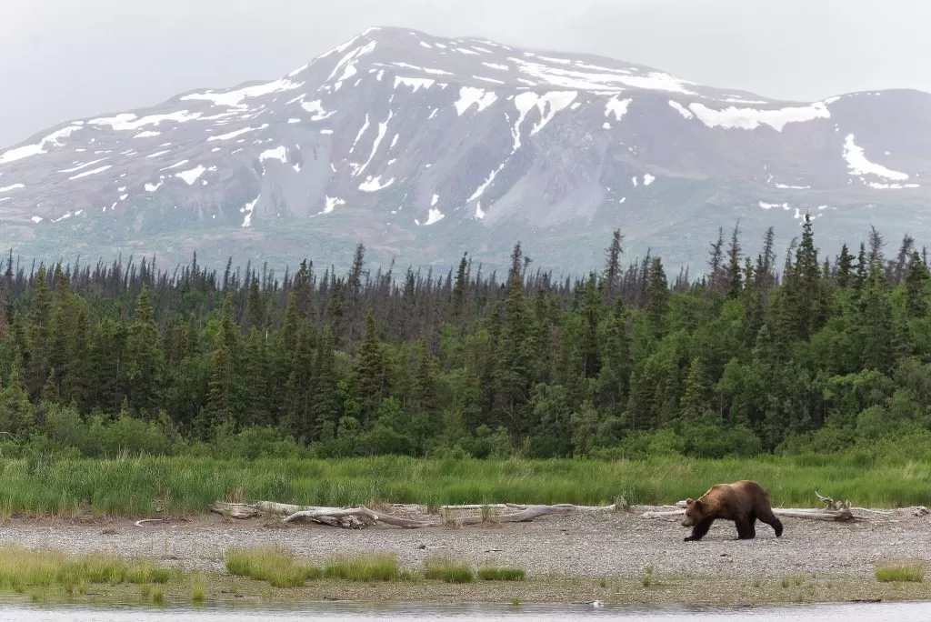 Orso in un Paesaggio Montuoso