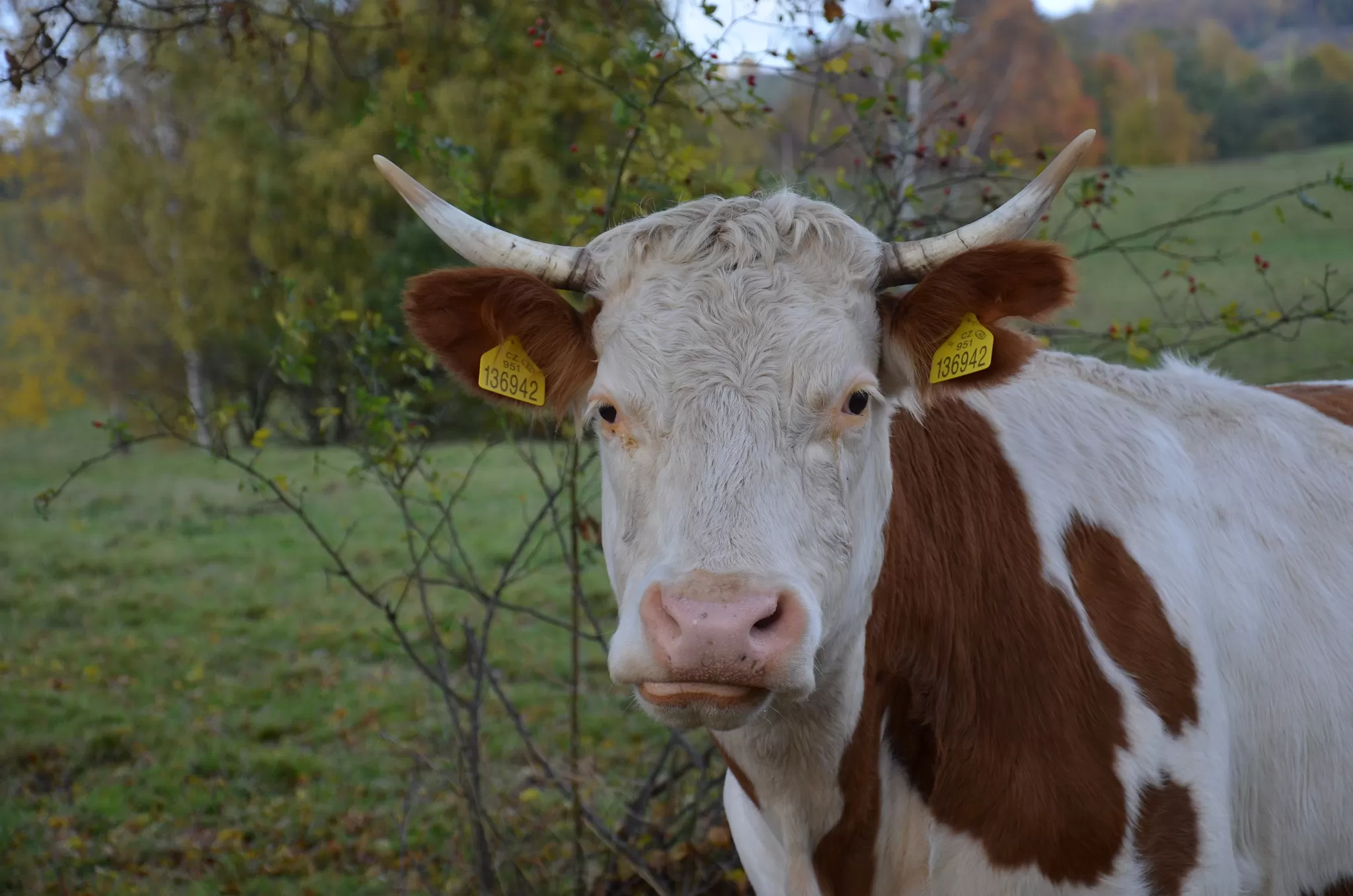 Mucca in una Prateria