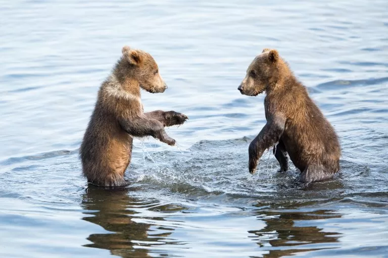 Cuccioli di Orso che Giocano