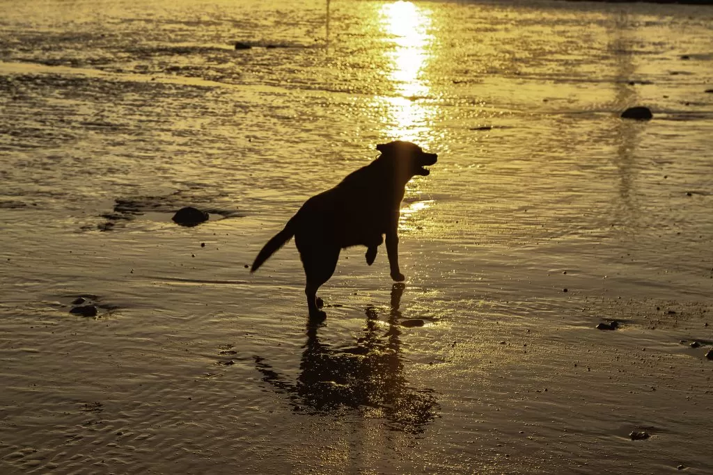 Labrador Retriever che Corre su Sabbia Bagnata