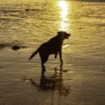 Labrador Retriever che Corre su Sabbia Bagnata