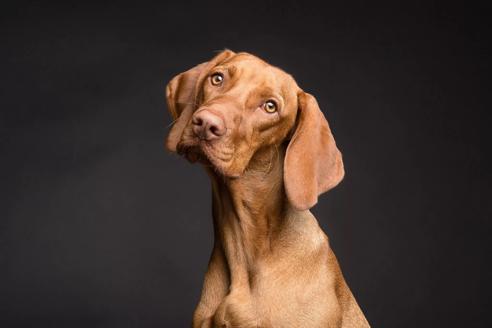 Cane un po’ Curioso