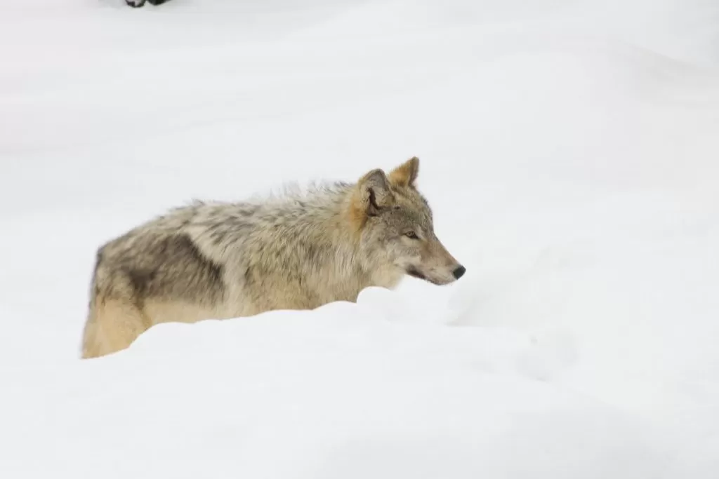 Lupo che Cammina tra la Neve