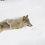 Lupo che Cammina tra la Neve