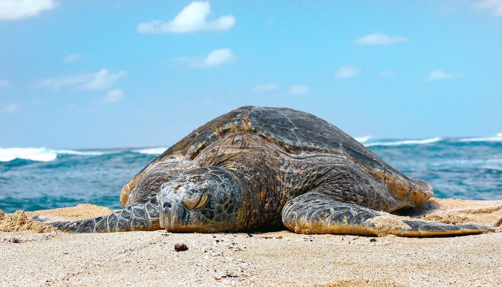 Tartaruga sulla Spiaggia