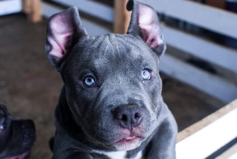 Cucciolo di Pitbull con Occhi Azzurri