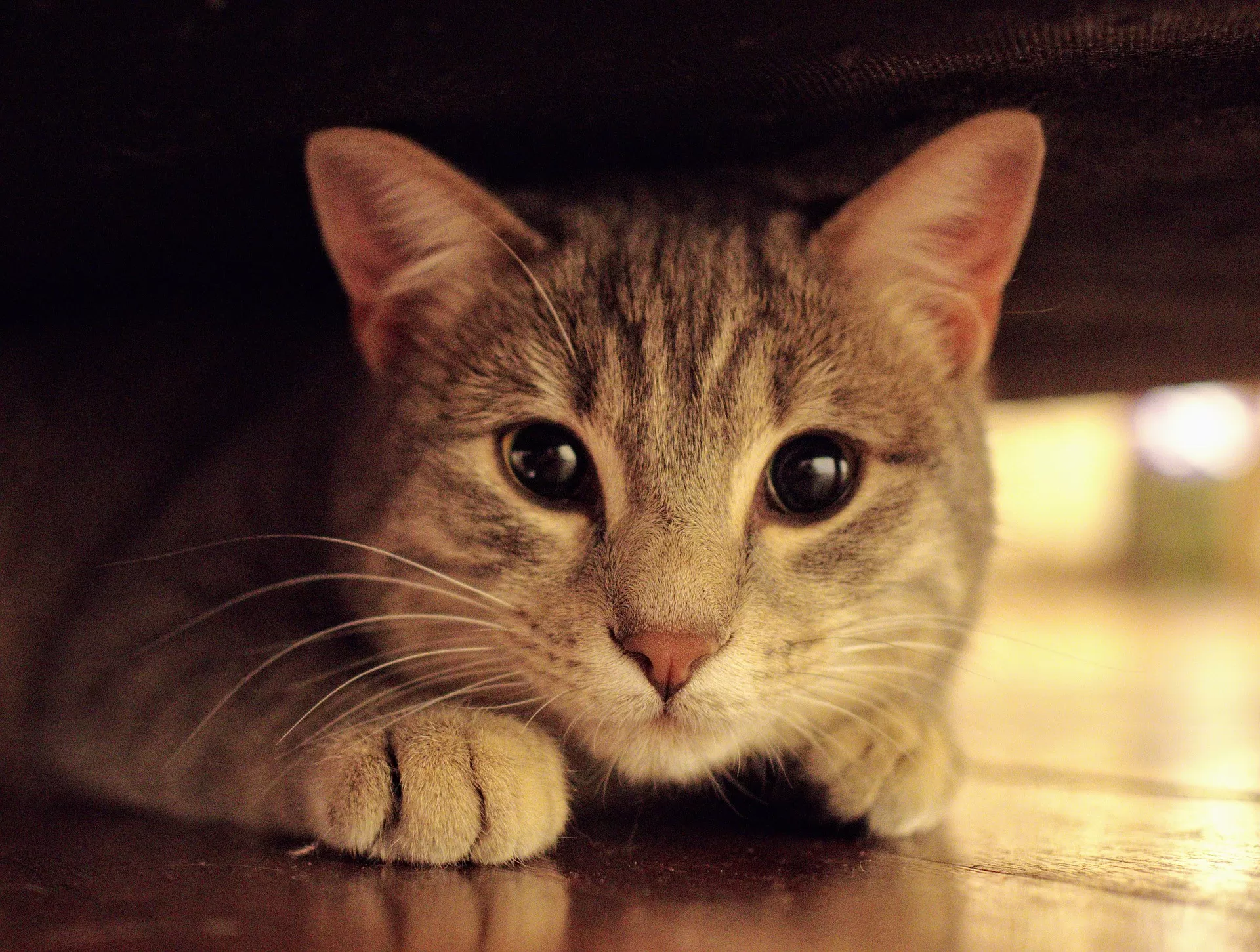 Gatto con gli Occhi Dolci