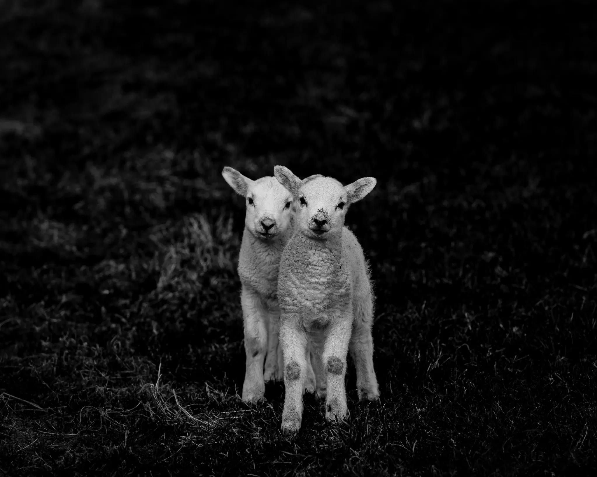 Cuccioli Di Pecora in bianco e nero