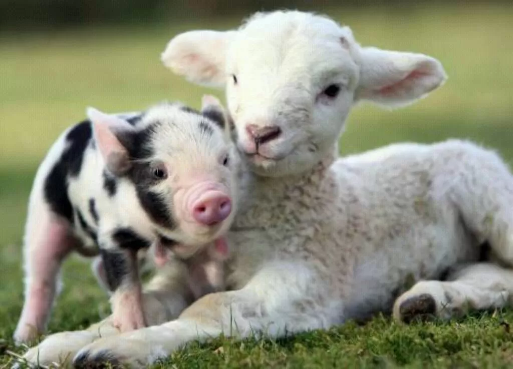 cucciolo di maialino e un cucciolo di pecora