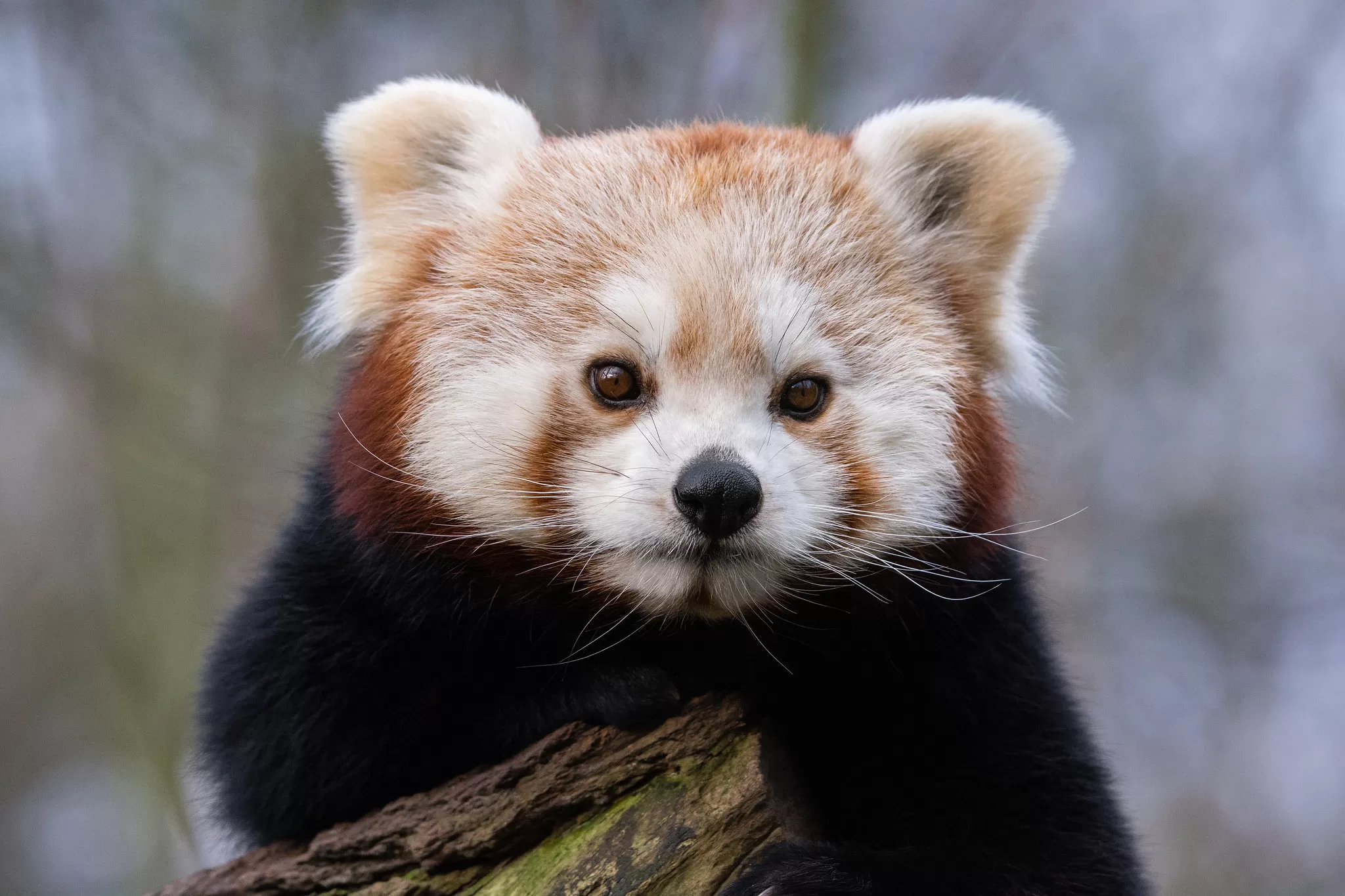 Panda Rosso con Faccia Seria