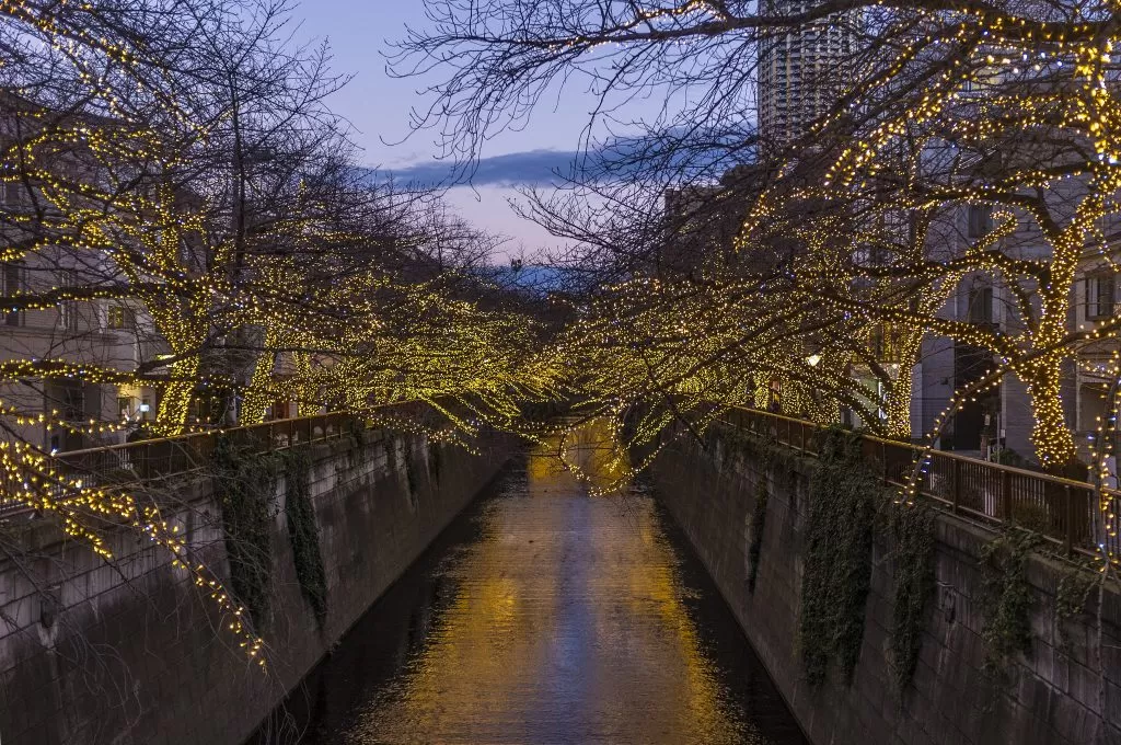 Alberi con Luci di Natale su un Fiume