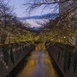 Alberi con Luci di Natale su un Fiume