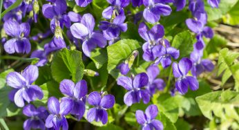 Violette Colpite dai Raggi del Sole