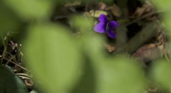 Violetta in Ombra