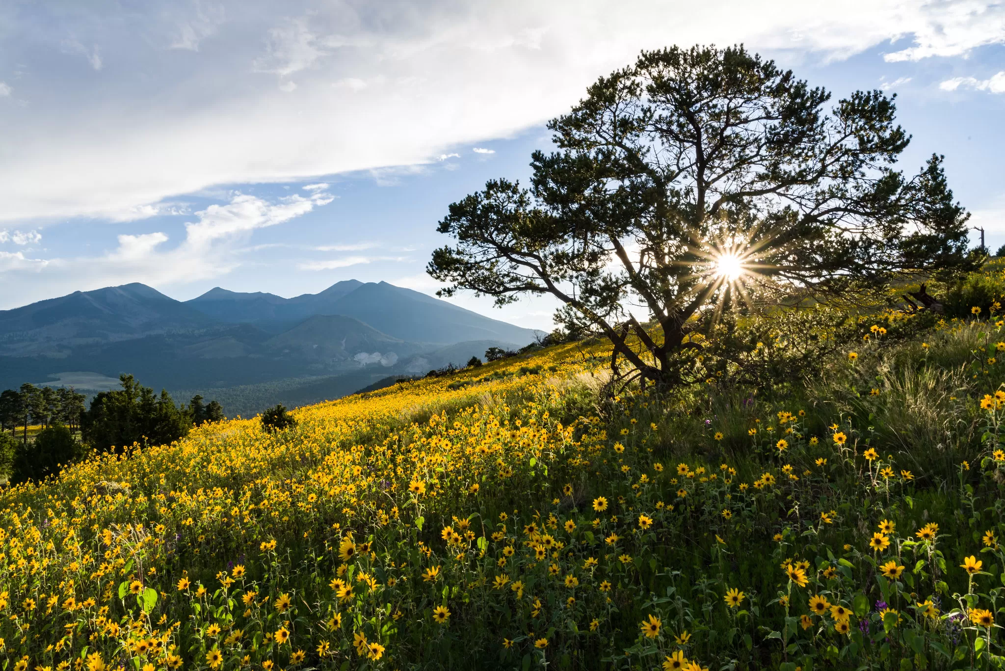 Alba su un Prato Fiorito