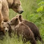 Mamma Orso e i Suoi Cuccioli