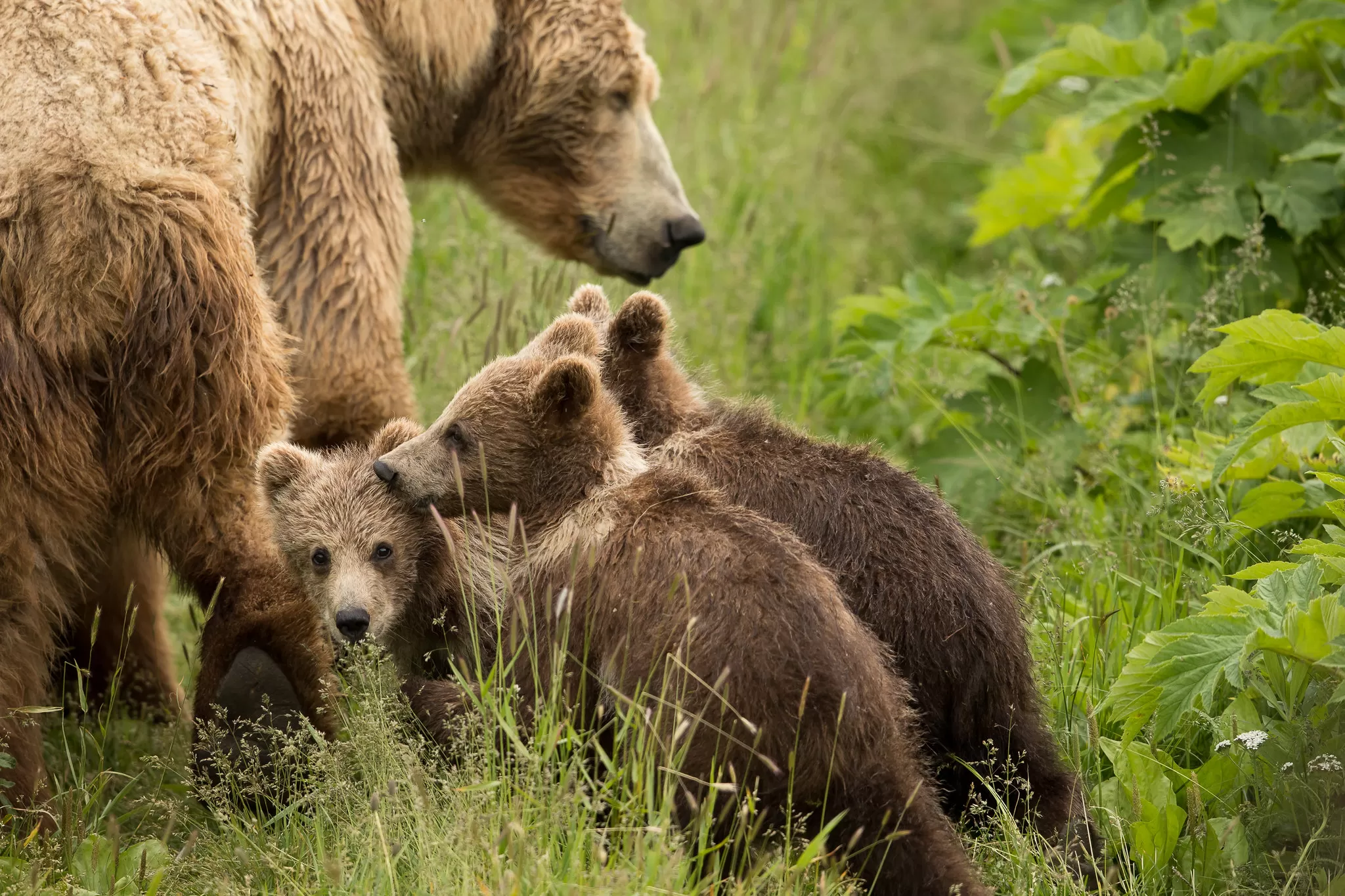 Mamma Orso e i Suoi Cuccioli