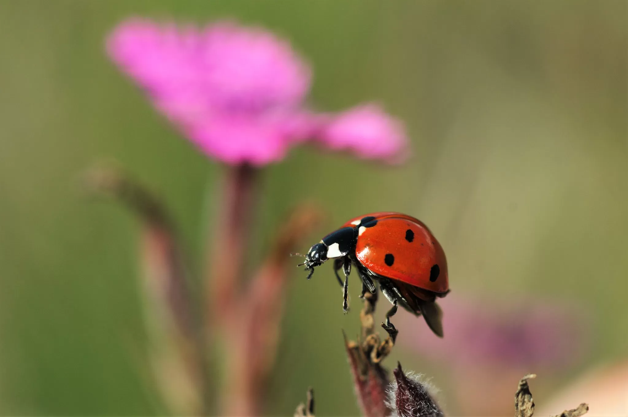 Coccinella Equilibrista